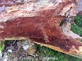 Fuscoporia ferruginosa-amf1424-1